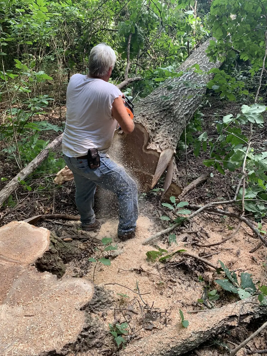 Karl Gillihan's father bucking a felled hardwood with a chainsaw