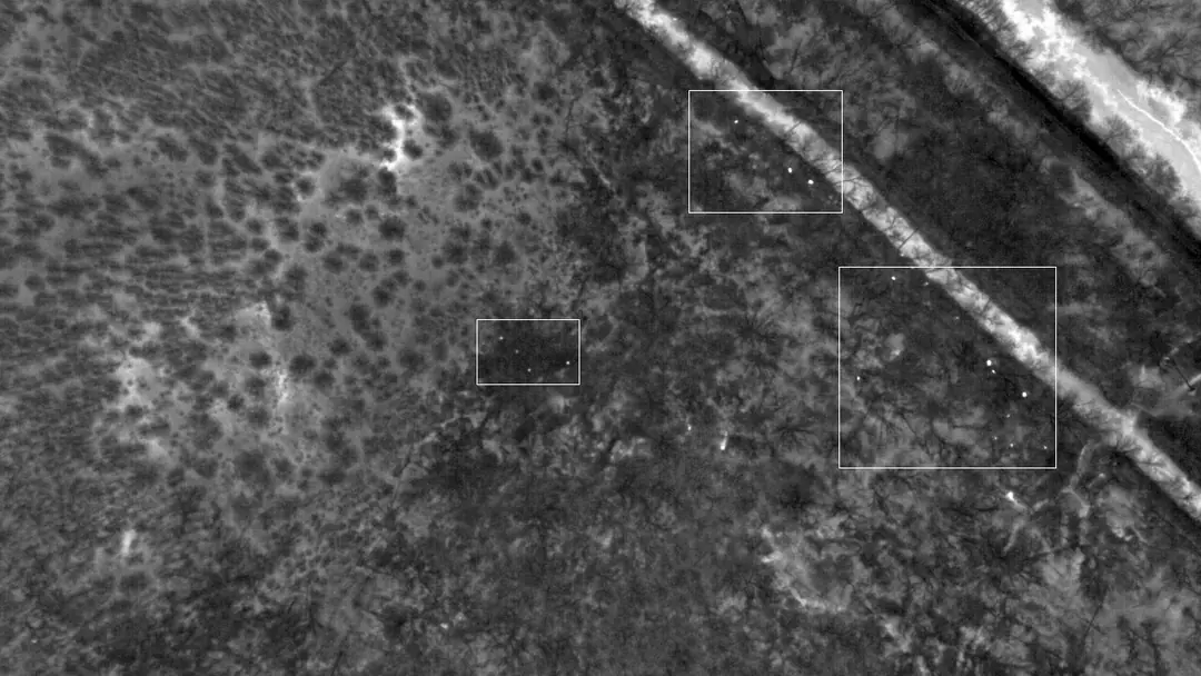 Aerial thermal infrared image of wooded bottomland at night, with small bright heat signatures of feral hogs inside marked boxes